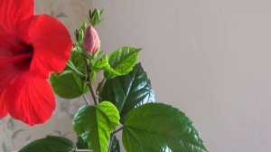 Гибискус(китайская роза)особенности ухода в домашних условиях.
