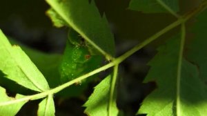 Зеленый питомец. Гусеница бражника глазчатого. Hawk caterpillar mottled.(Smerinthus ocellatus)