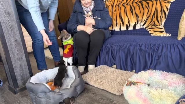 Выбор щенка ЧИХУАХУА в питомнике. У нас можно купить щенка чихуахуа