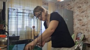 расселяем детей от родителей хомяков джунгариков