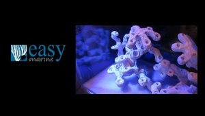 Декорации и биоматериалы для запуска морского аквариума