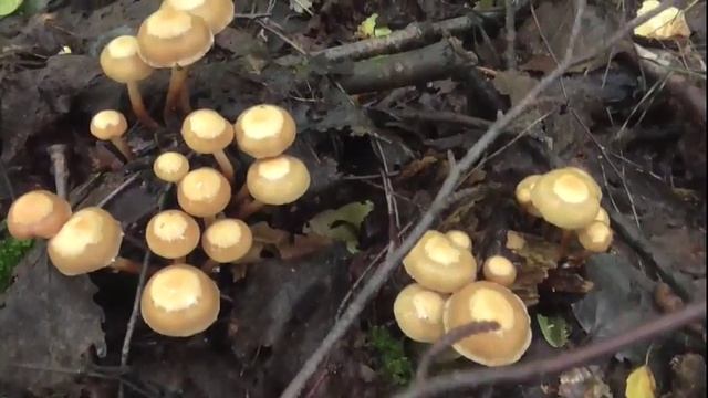 Грибы были разные смотреть онлайн