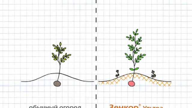Вилеоролик средства защиты растений "Зенкор Ультра" смотреть онлайн