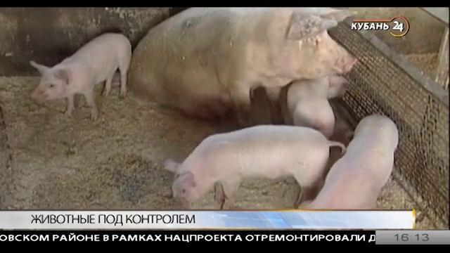 Чипирование_и_прививки_животных__домашних,_диких,_сельскохозяйственных.mp4