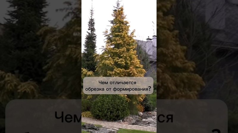 Чем отличается обрезка от формирования? #бонсай #bonsai #ниваки #сад #андрейдарусенков #обрезка