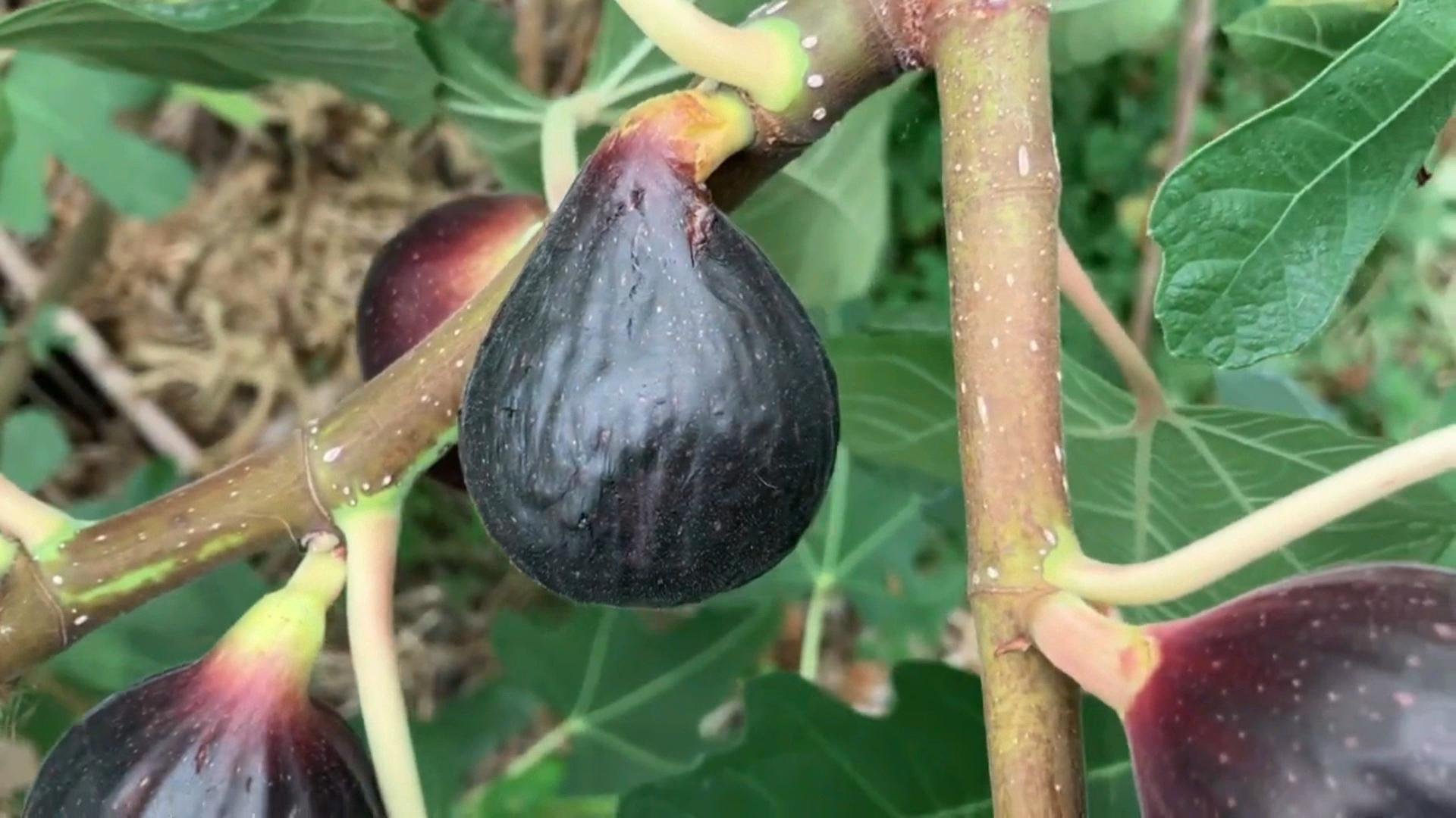 Инжир Ронд де Бордо для контейнерного садоводства | Россия | Hortus Eden