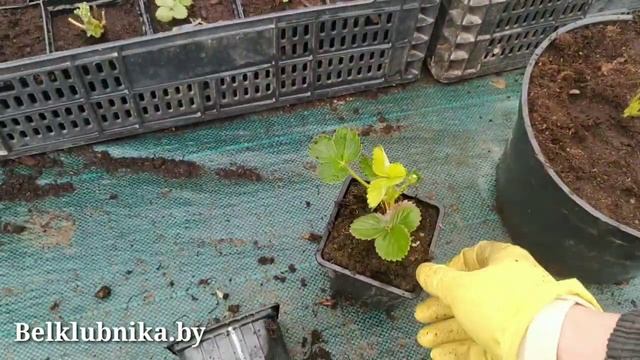 ? Клубника? НСД и КСД. Весенняя посадка или как получить ягоду при посадке клубники весной..mp4 смотреть онлайн