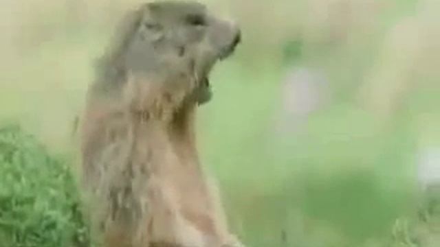 Смешанные животные смотреть онлайн