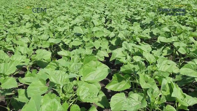 Що покаже Авалон у Запорізькій області | Урожайность кукурузы в 2021 Запорожская область Украина смотреть онлайн