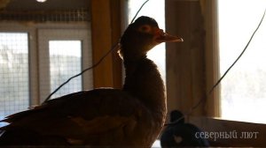 ШОКОЛАД. Окрасы индоуток: часть 4. Окрасы мускусных уток