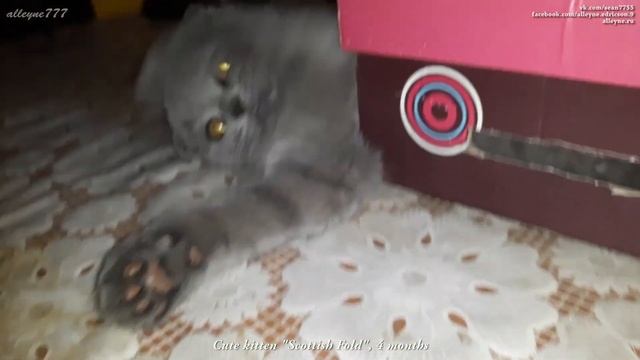 Милый котенок вислоухий шотландец 4  месяца