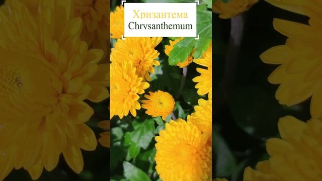 Хризантема в саду (Chrysanthemum).??