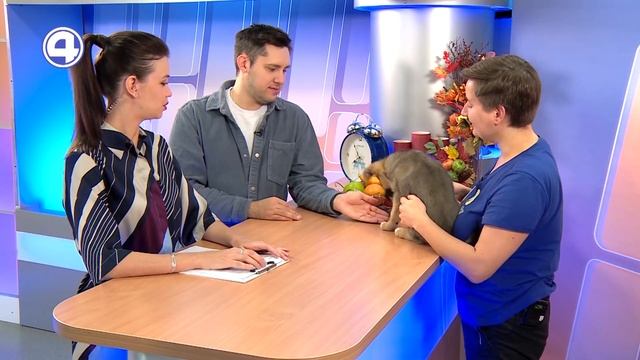 ШАНЕЛЬ ИЩЕТ... ДОМ! Кто станет новым хозяином ласковой собаки? Фонд "Зоозащита" 13.11.23