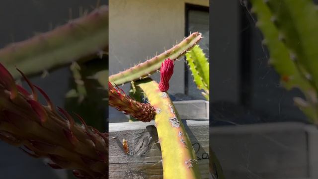 Dragonfruit Flowers Growing! #dragonfruit #rarefruit