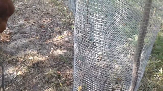 Мускусные утки: утята сентября. Muscovy ducks: ducklings in September смотреть онлайн