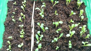 Сибирь. Всходы Гацании. Какие фирмы порадовали больше.