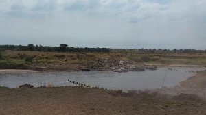 Большая миграция антилоп гну в Серенгети