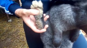 Как выбрать кролика на племя.