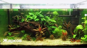 Красивые домашние аквариумы наших подписчиков