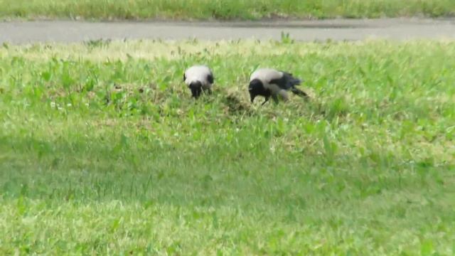 Грач и 2 вороны. Кемерово смотреть онлайн