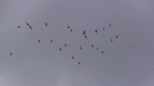 Охота на водоплавающую дичь