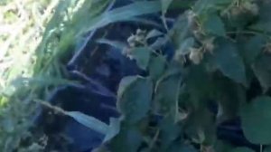 Выращивание малины Дельнива из маточного корня.процес от всходов до плодоношения