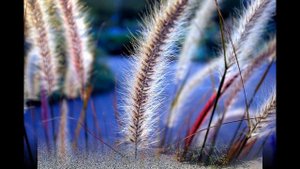 Декоративная трава для сада