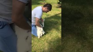 Горная перенейская