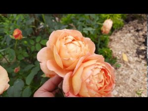 Роза Леди оф Шалот (Lady of Shalott) в Северо-Западном регионе.