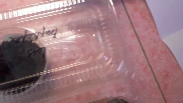 Глоксиния.Посев семян в торфяной диск.7.03.17 смотреть онлайн