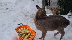 Как олень яблоки мыл... и половину надкусил. Калия за чистоту и дегустацию