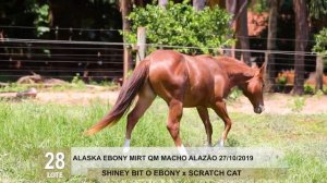 LOTE 28 - ALASKA EBONY MIRT