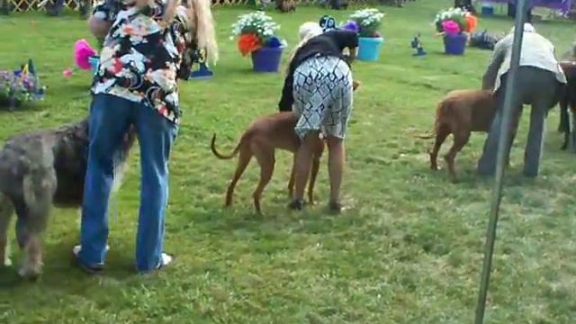Feyd -- Pharaoh Hound -- Bronze GCH Sendji Nefer-Temu Neptune-Triton SC, RN, CGC, VC, ROM