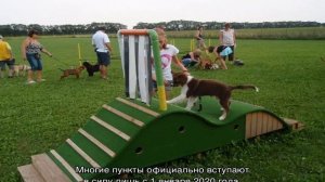 Выгул собак: сколько раз в день нужно гулять по времени