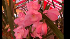 OC Orchids Sale  January 20 , 2019