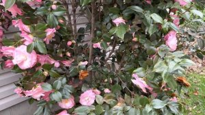 April Remembered Cold Hardy Camellia