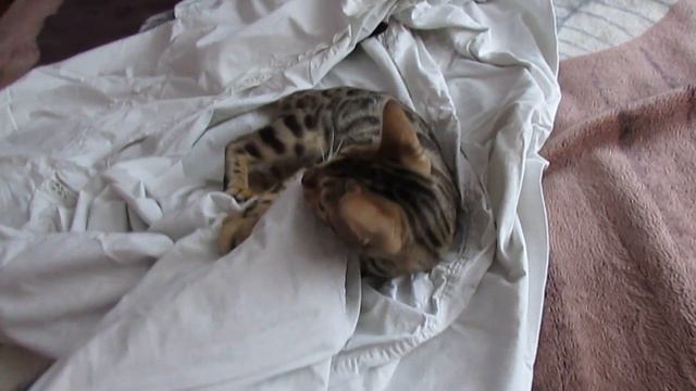 БЕНГАЛЬСКАЯ КОШКА - БЕНГАЛЬСКИЙ КОТ