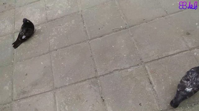 Голуби едят 5 [4K] смотреть онлайн