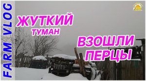 Farm Vlog_ Жуткий туман _ Всходы перца _ Жизнь в деревне _ Farm Life