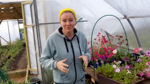 Что будет если посеять семена вегетативной ПЕТУНИИ. Наглядный результат, спасибо Ане и Лилии.