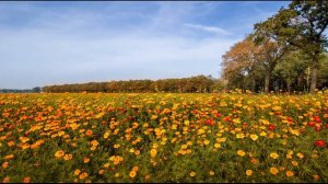 Юность светлая, весна ранняя