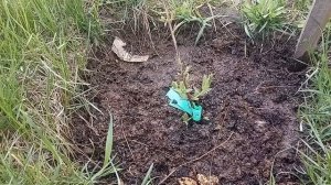 Об азотных удобрениях. Чего не говорят об аммиачной селитре, осторожно!