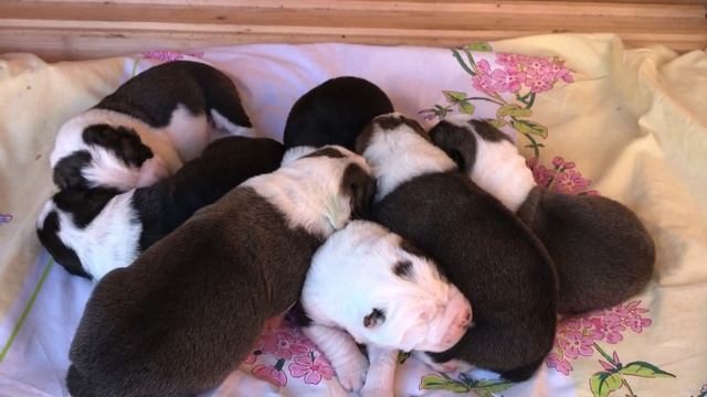 КУПИРОВАНИЕ АЛАБАЯ || КОГДА КУПИРУЮТ УШИ И ХВОСТ АЛАБАЮ || ЗАЧЕМ КУПИРУЮТ АЛАБАЯ || Волкодав || САО смотреть онлайн