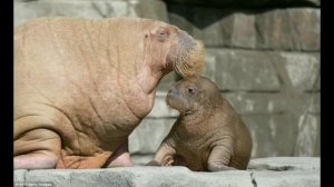 Полное информация о Морских Млекопитающих.