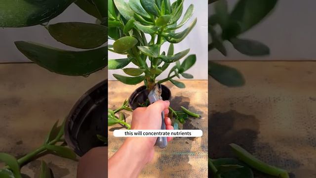 Proper pruning of jade plants. #soilphu #garden #plants #soiltest #flowers