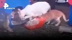 Мама-кошка в Турции стащила целую курицу для своих котят