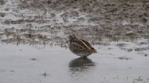 Гаршнеп - Lymnocryptes minimus.mp4