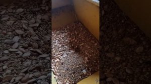 Зернодробилка 7.5 кВт в работе