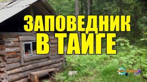 0850 - ТАЙГА ПРИРОДНАЯ ЗОНА _ РЕДКИЕ ЖИВОТНЫЕ ТАЙГИ _ ЖИЗНЬ В ТАЙГЕ _ МАРАЛ МЕДВЕДЬ КАБАРГА.mp4
