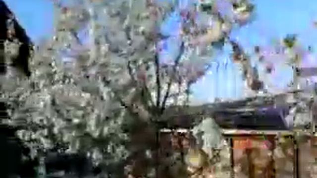 Цветение вишни смотреть онлайн